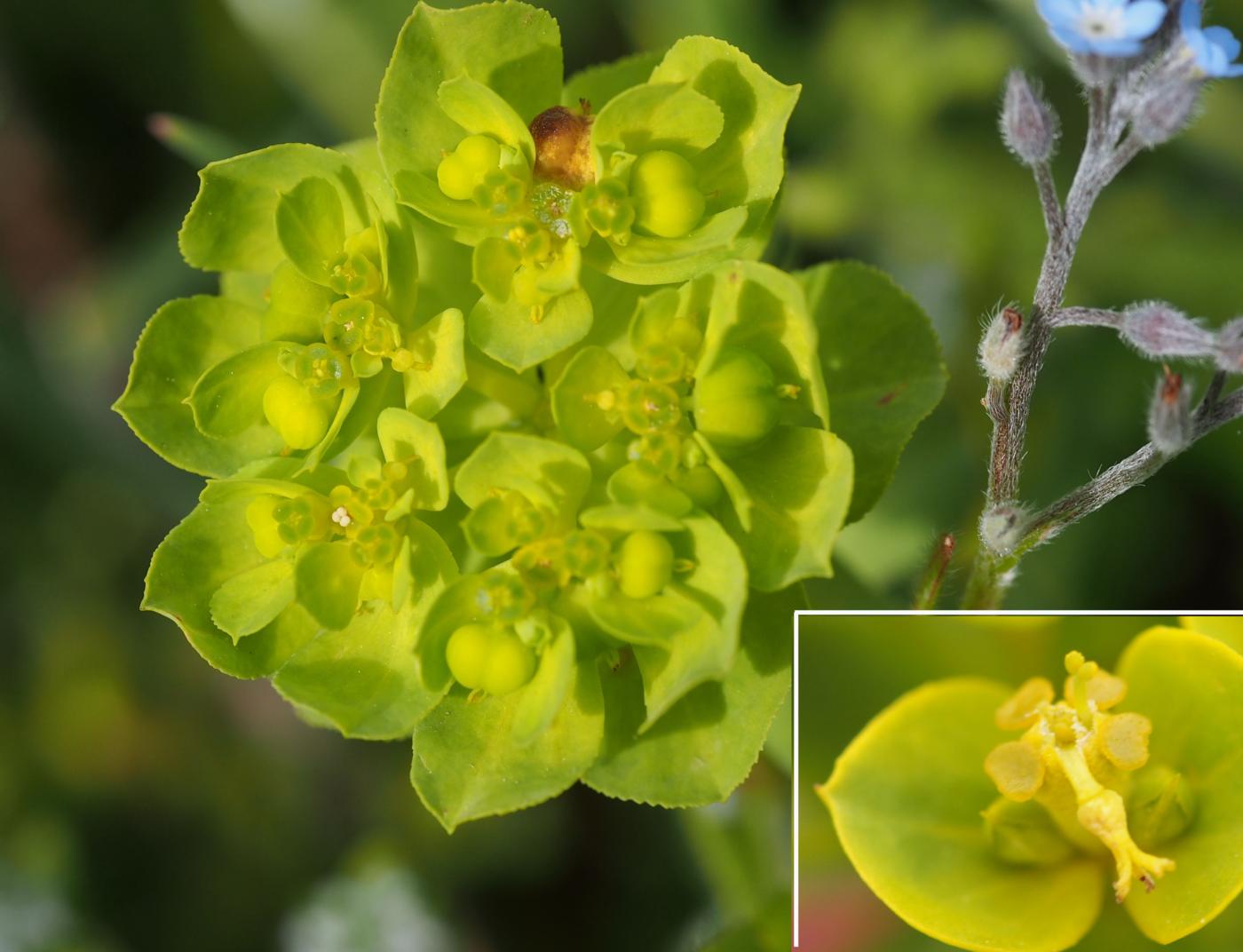 Spurge, Dwarf flower